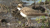 Video of Little Ringed Plover - Little Ringed Plover in early spring in nest period near to the Shabla lake